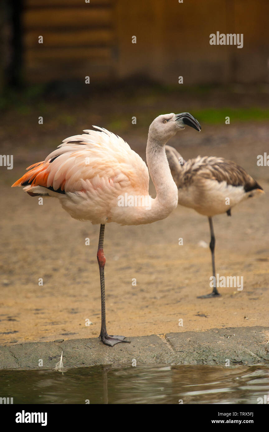 Flamingo cileni (Phoenicopterus chilensis) sorge in acque poco profonde in Sylvan Bird Park, Scozia collo, NC. Questo uccello ha gambe grigio con giunti di rosa un Foto Stock