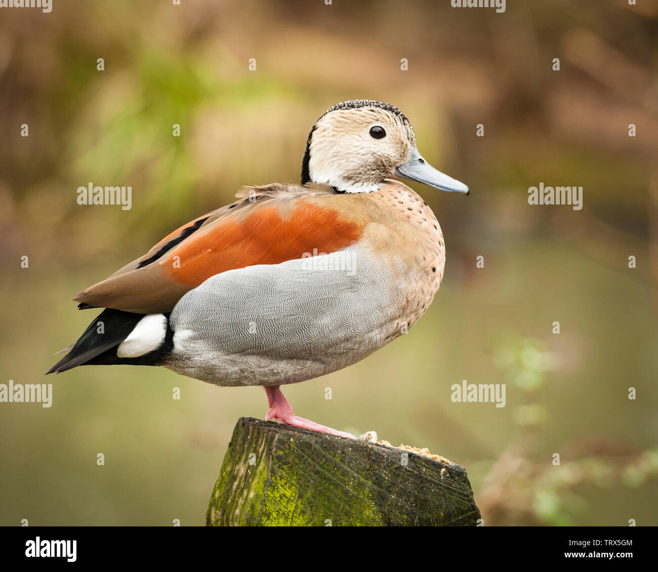 Rospo sibilo anatra (Dendrocygna autumnalis) sorge su una ringhiera di legno in un parco degli uccelli. Si tratta di un adulto di anatra. Foto Stock