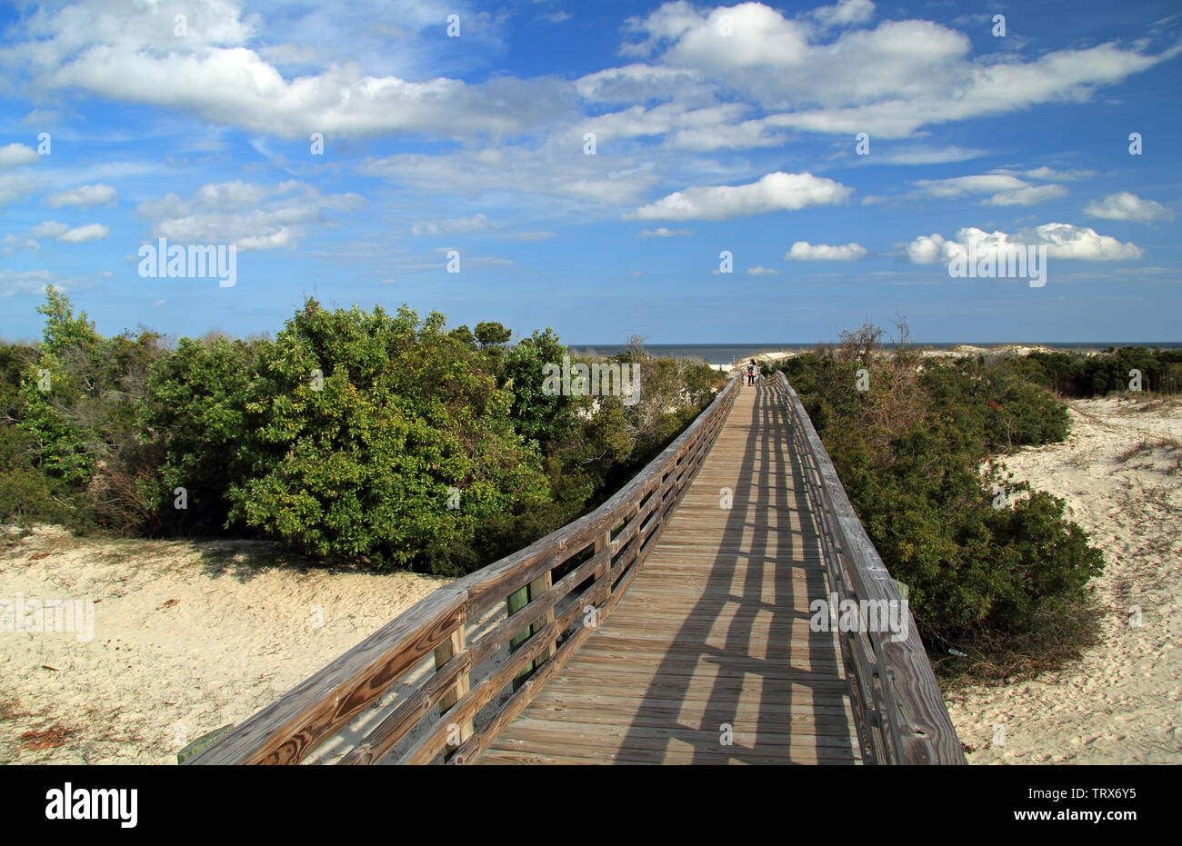 Cumberland Island National Seashore è famosa per le sue immense spiagge, la sua ampia rete di trail, e anche per la sua popolazione residente di cavalli selvaggi Foto Stock