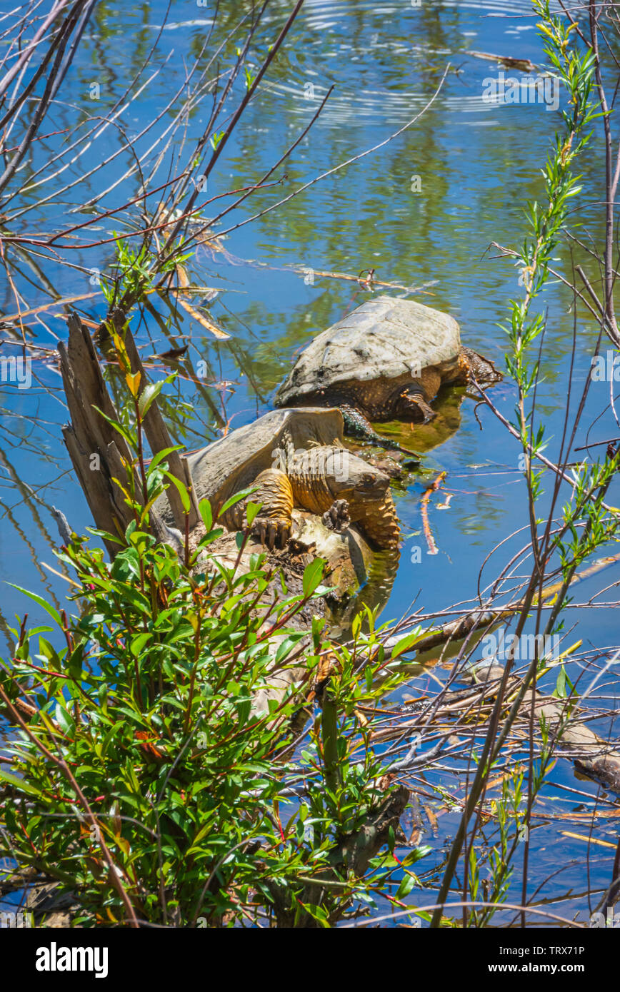 Due comuni tartarughe Snapping (Chelydra serpentina) illuminata dal sole mattutino sul log in Oriente prugna Creek, Castle Rock Colorado US. Foto scattata a maggio. Foto Stock