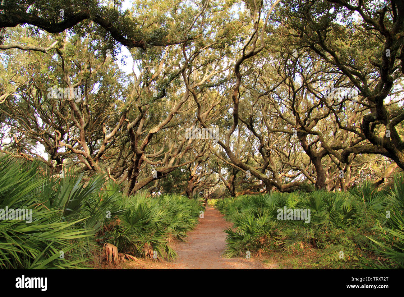 Cumberland Island National Seashore è famosa per le sue immense spiagge, la sua ampia rete di trail, e anche per la sua popolazione residente di cavalli selvaggi Foto Stock