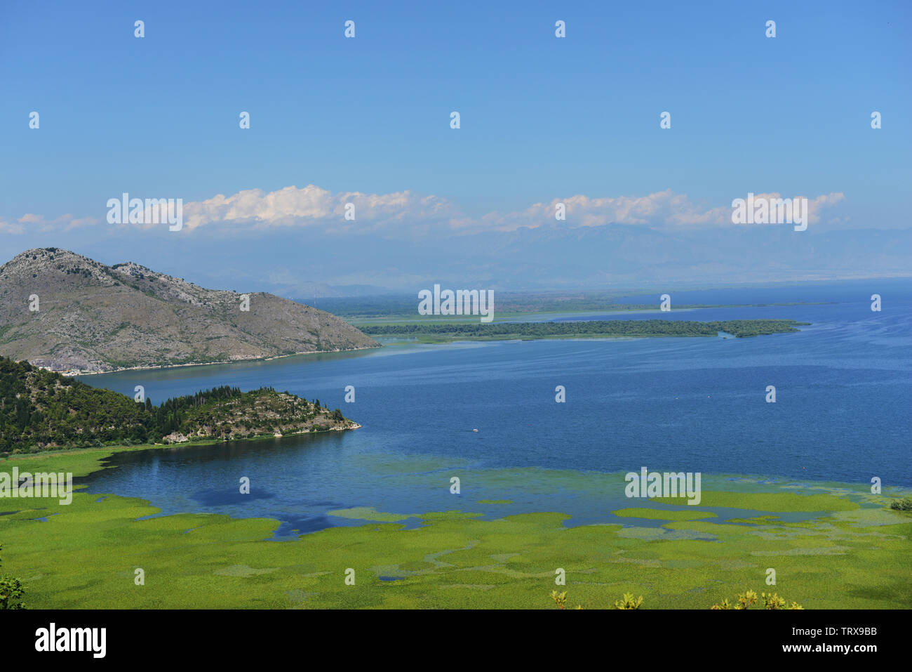 Il Lago di Scutari in Montenegro. Foto Stock