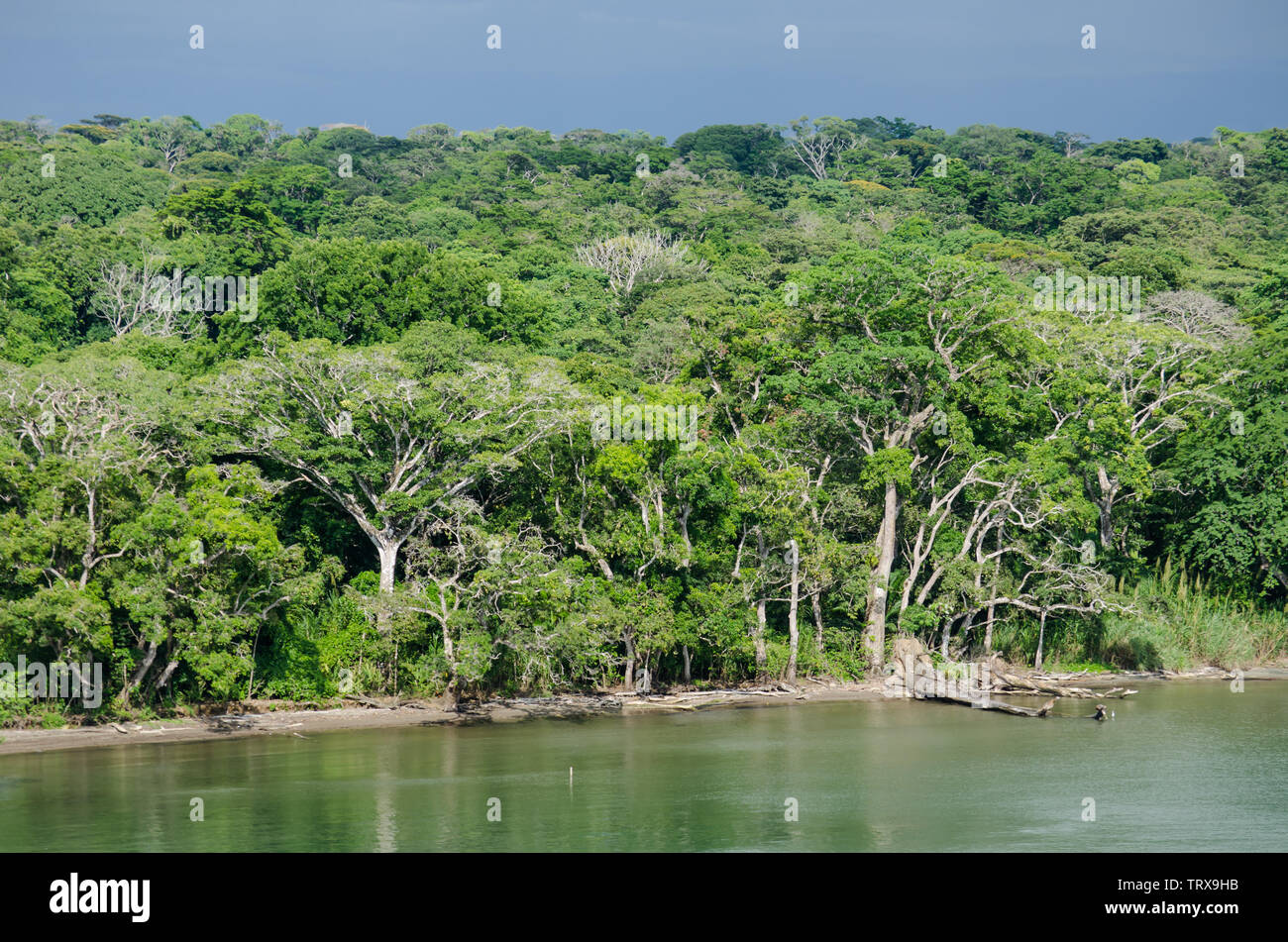 Una panoramica di San Lorenzo di foresta protetta lungo il Fiume Chagres vicino alla bocca del fiume Foto Stock