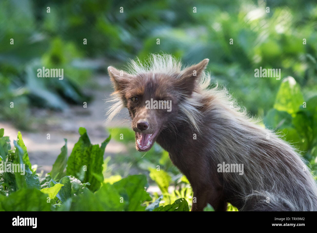 Giovane volpe (Vulpes vulpes) con pelo marrone e oro agli occhi in morbida luce del pomeriggio Foto Stock