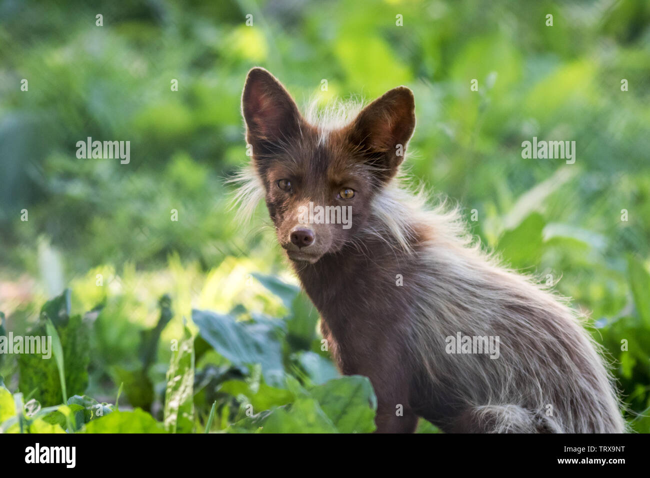 Giovane volpe (Vulpes vulpes) con pelo marrone e oro agli occhi in morbida luce del pomeriggio Foto Stock