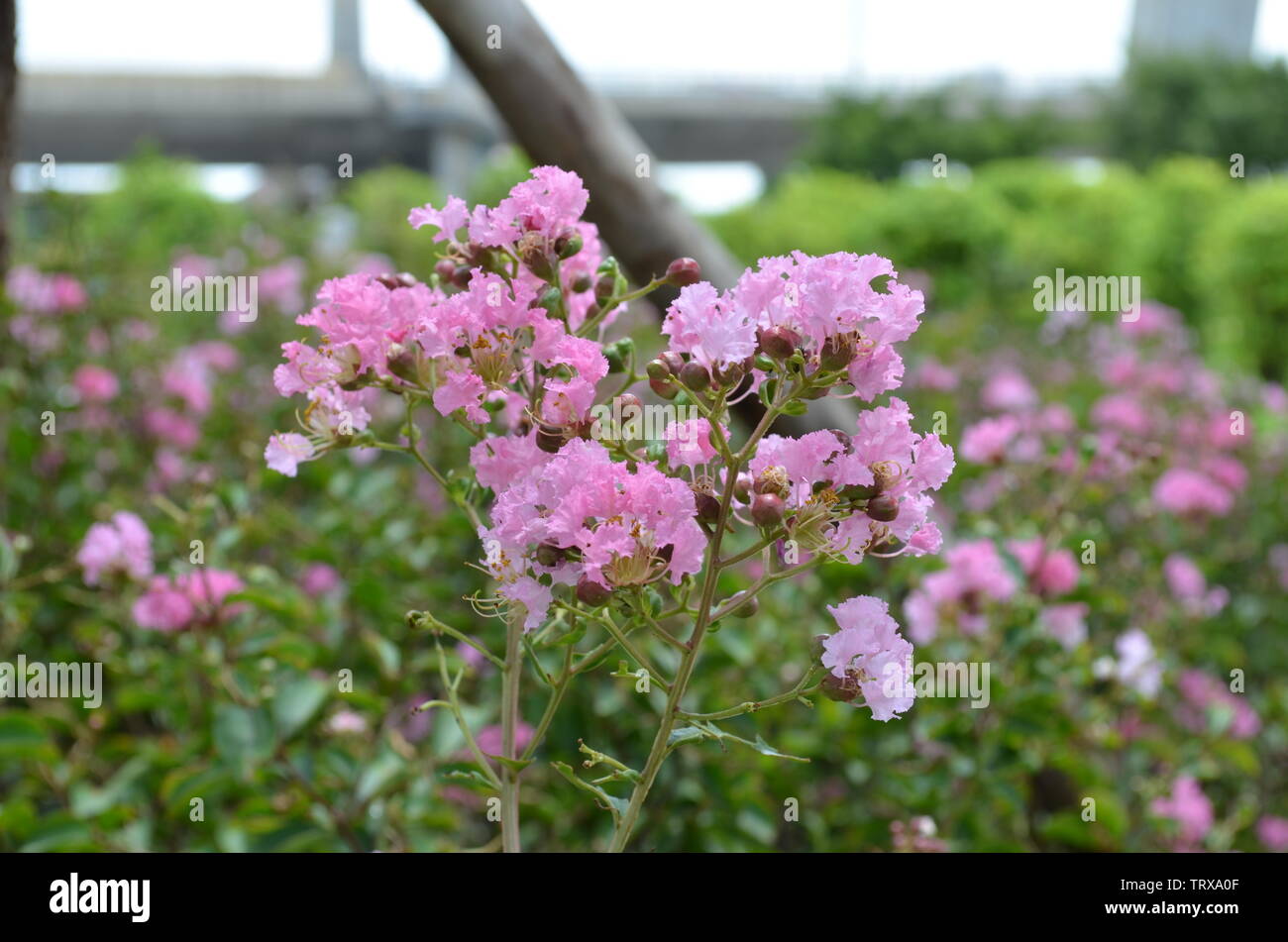 Flower Lagerstroemia loudonii Teijsm & Binn. Foto Stock
