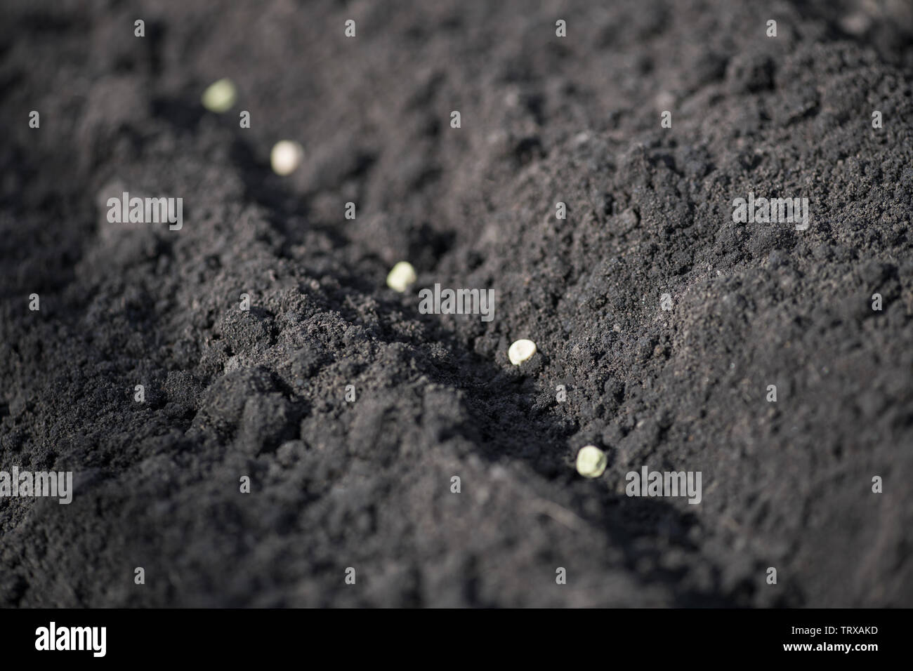 Close-up solco nel giardino con i semi di pisello. Macro foto orizzontale. Foto Stock