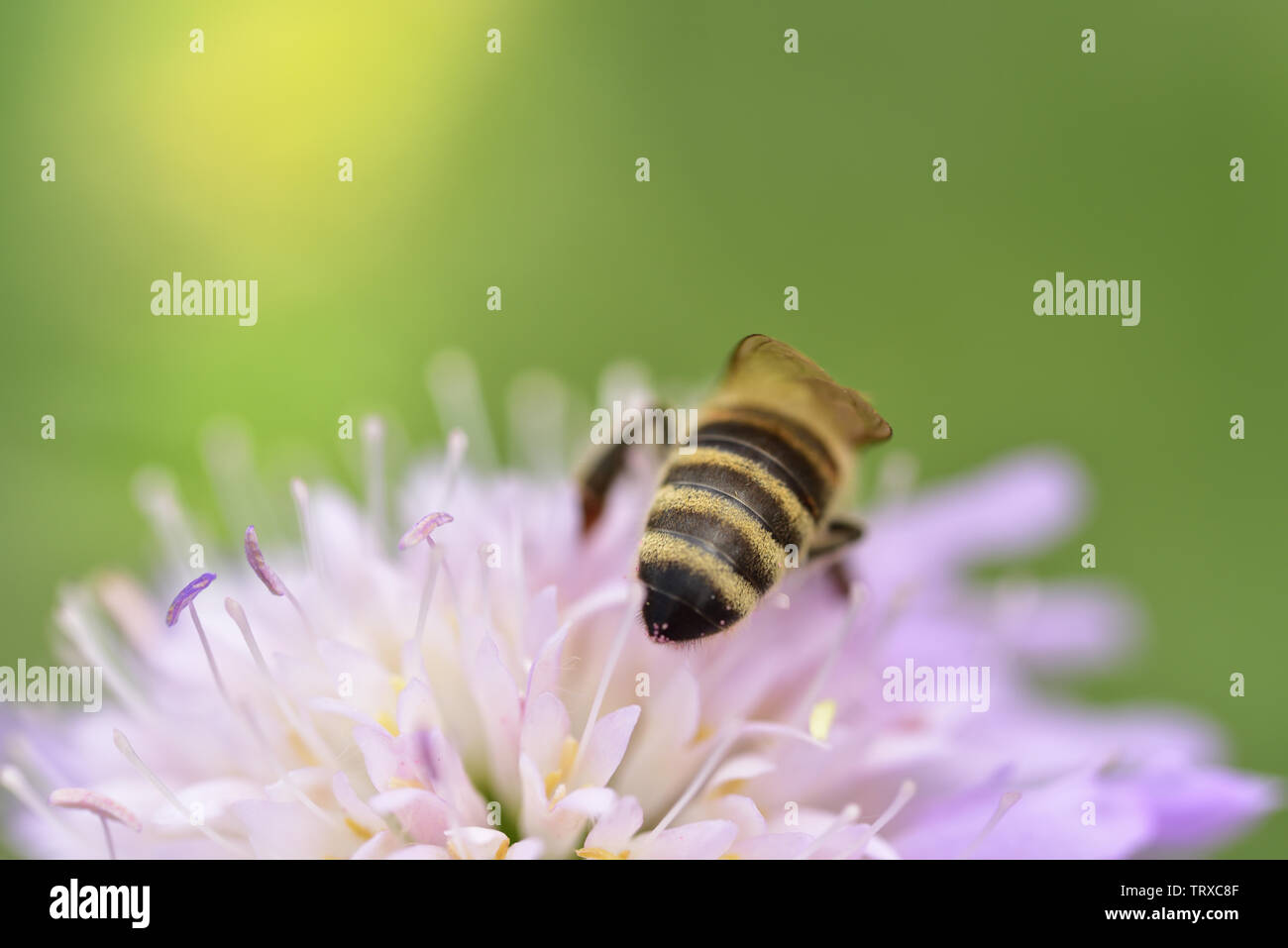 Primo piano di un ape su un prato viola fiore in estate Foto Stock