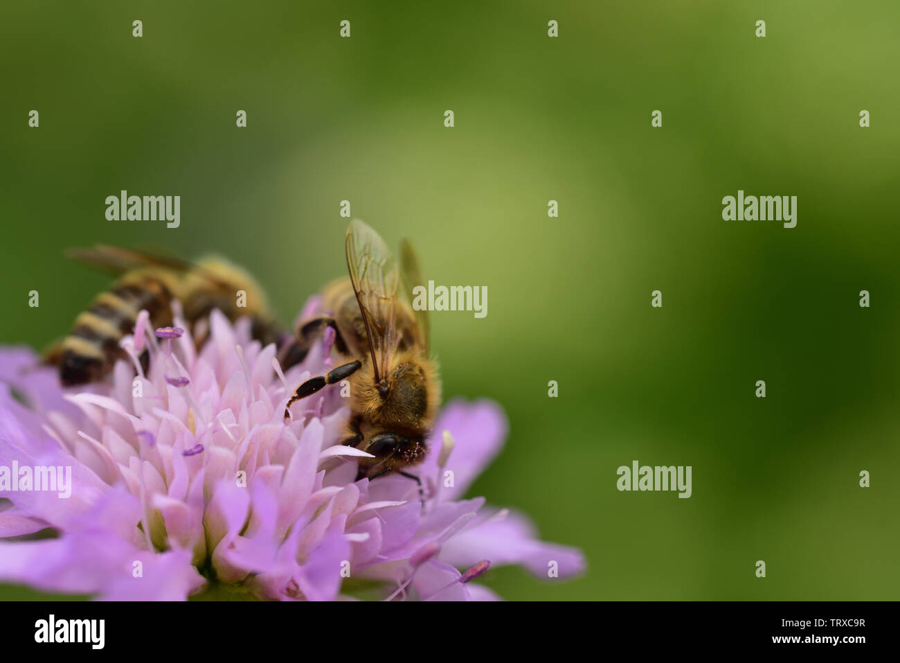 Primo piano di un ape su un prato viola fiore in estate Foto Stock