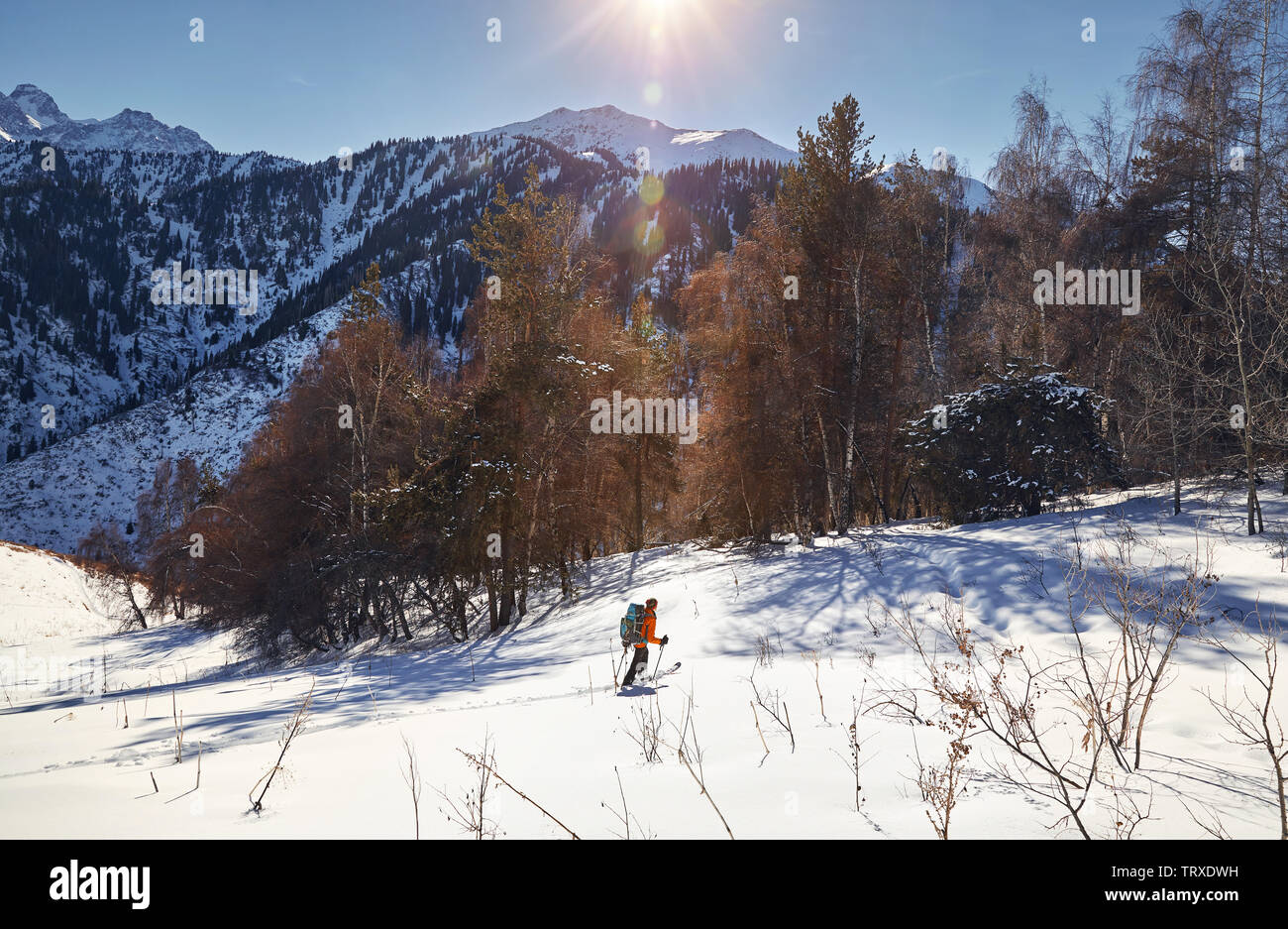 Uomo in camicia arancione sciare sulla polvere fresca neve nelle montagne vicino Almaty, Kazakhstan Foto Stock