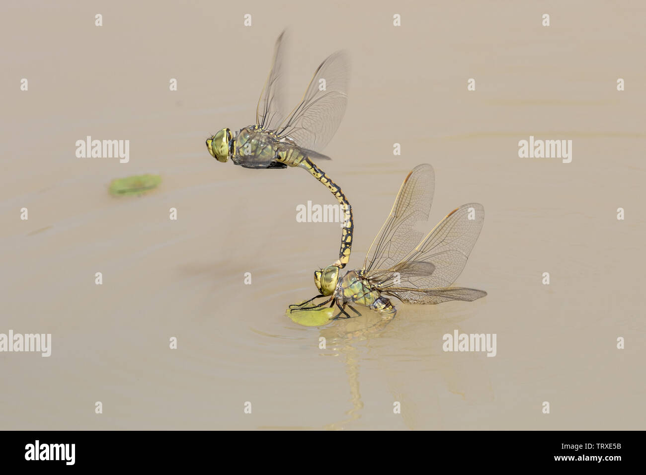 Australian Imperatore Dragonfly Hemianax papuensis Australia Foto Stock