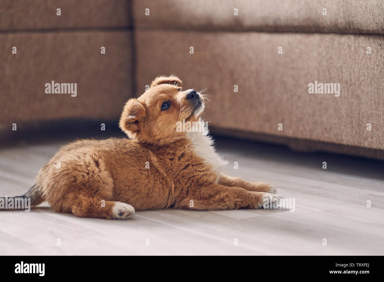 Bella carino cucciolo giacente sul piano luminoso in appartamento, sollevando la sua testa Foto Stock
