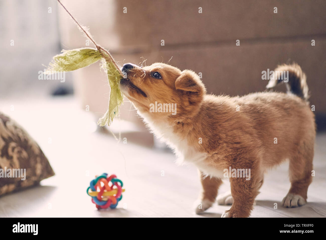 Bella carino cucciolo giocare con uno straccio in appartamento sul pavimento Foto Stock