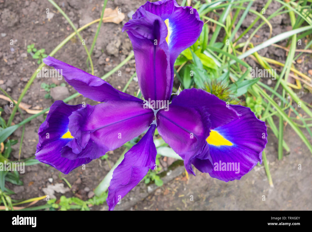 Blue olandese Iris 'scoperta' vista dall'alto. Maggio 2019 Foto Stock