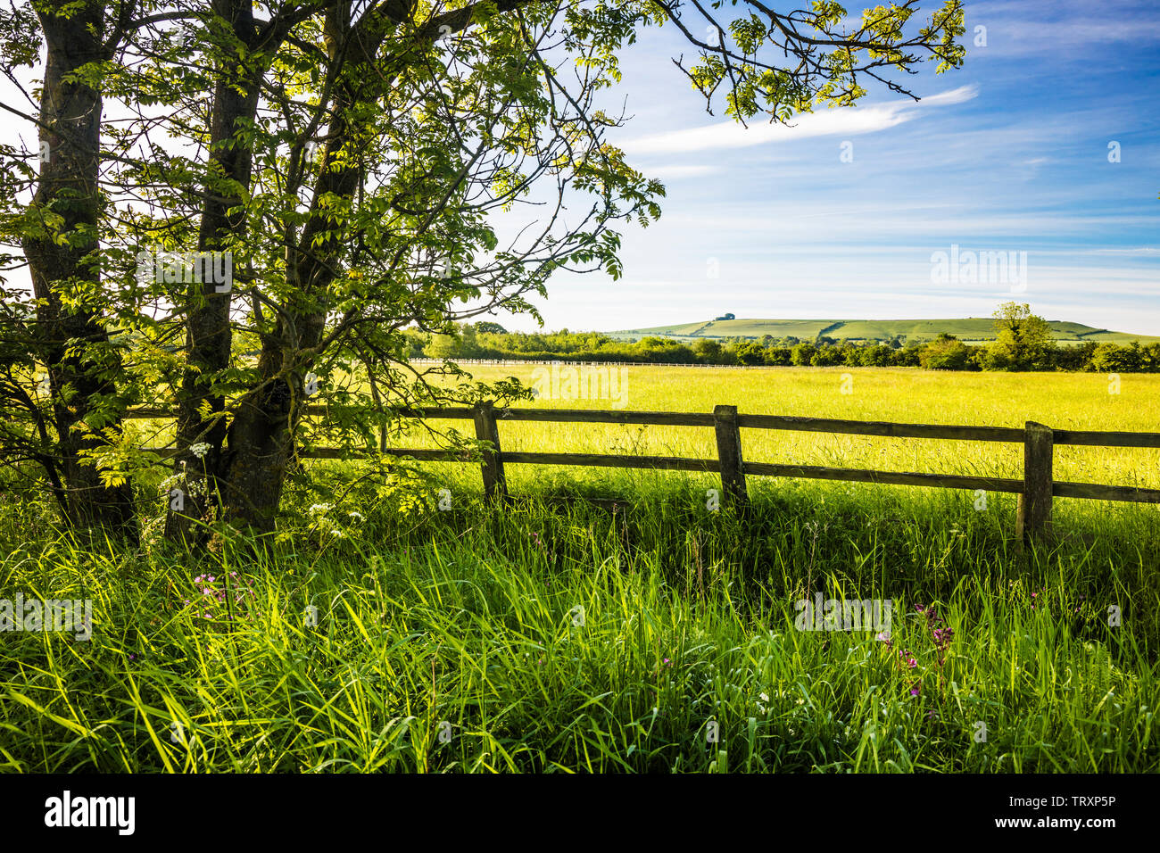La vista verso Liddington collina vicino a Swindon, Wiltshire su un inizio di mattina d'estate. Foto Stock