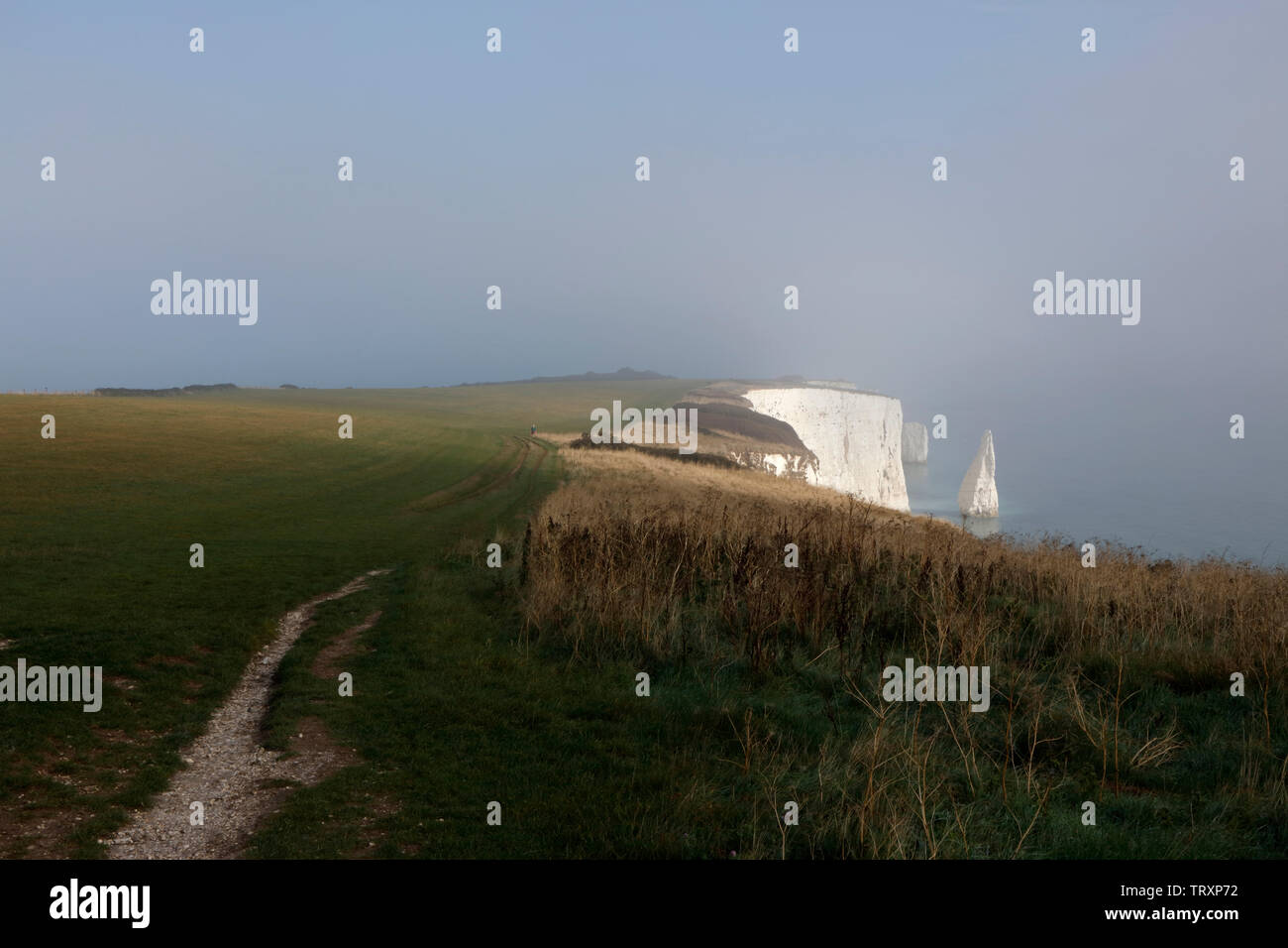 I Pinnacoli vicino punto di Handfast, Isle of Purbeck, Dorset, England, Regno Unito Foto Stock