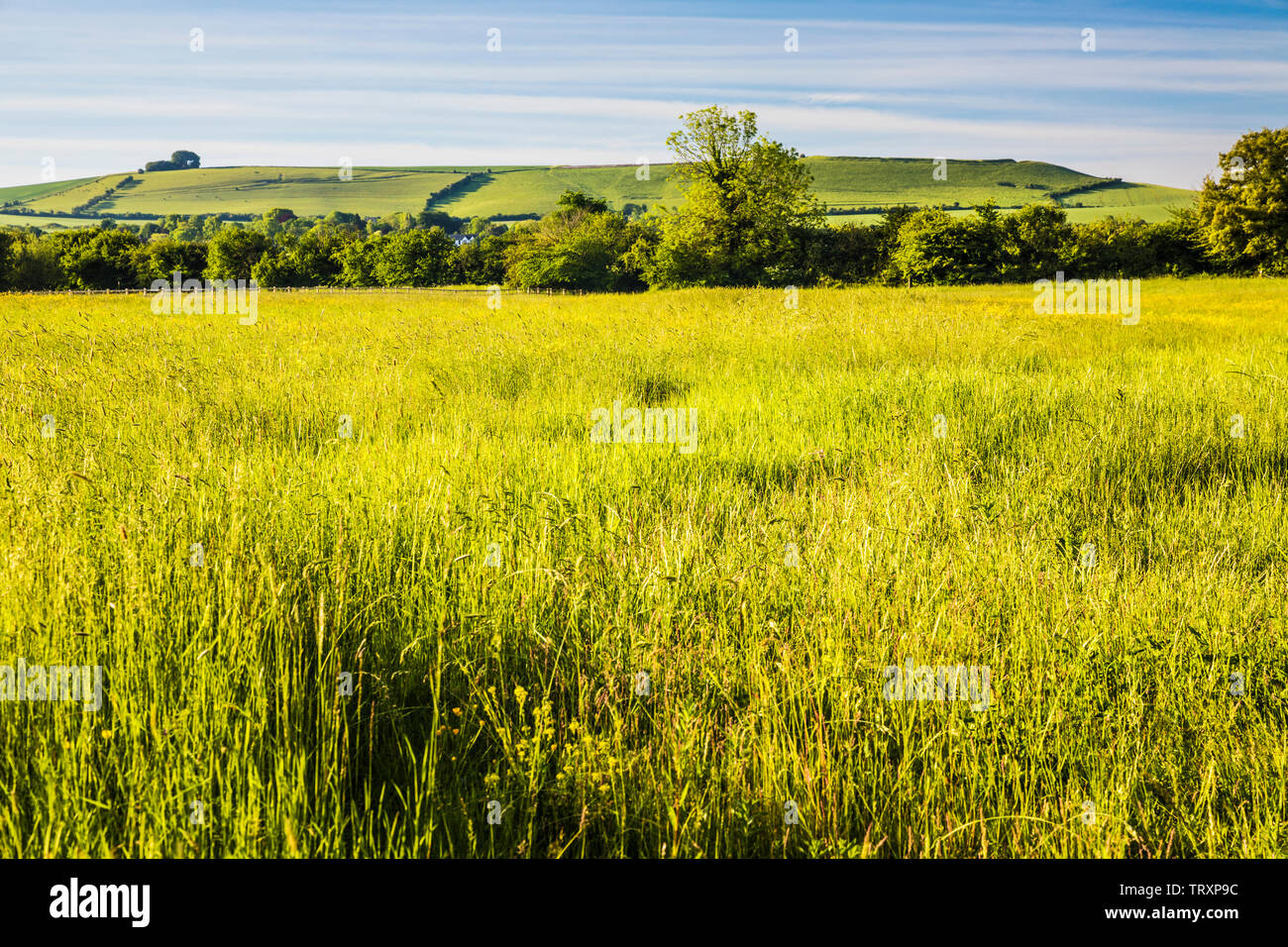 La vista verso Liddington collina vicino a Swindon, Wiltshire su un inizio di mattina d'estate. Foto Stock