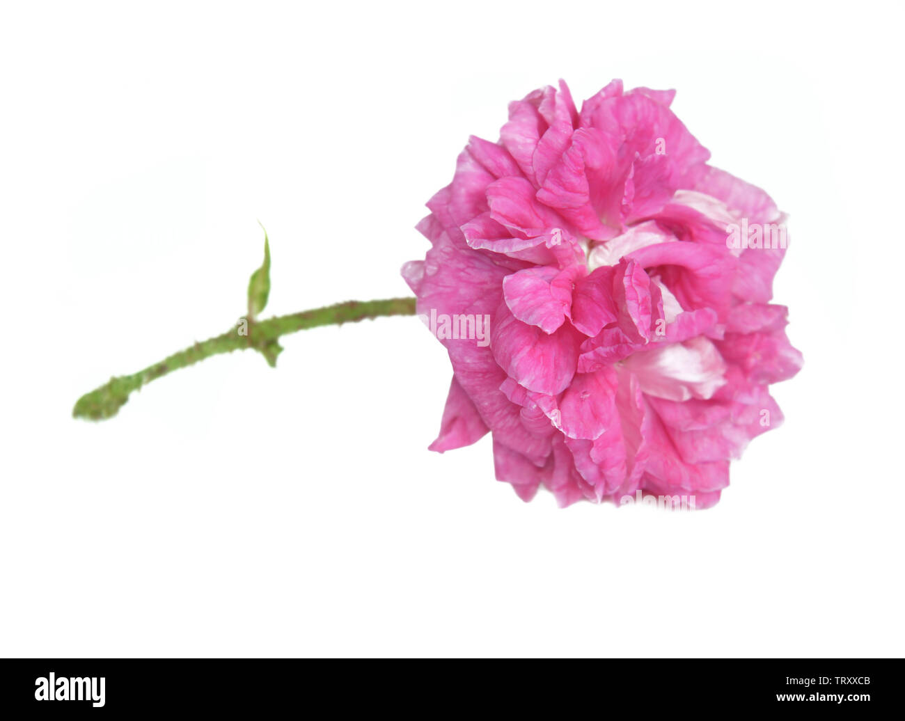 Bella doppia fiorito di rose rosa isolato su sfondo bianco Foto Stock