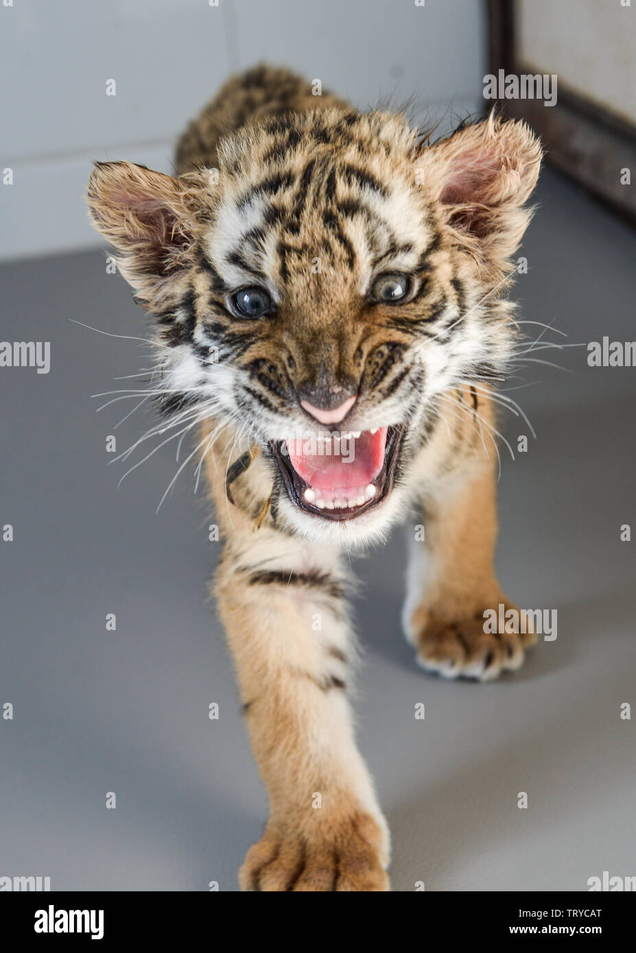 South China tiger baby in Luoyang Wangcheng Park Foto Stock
