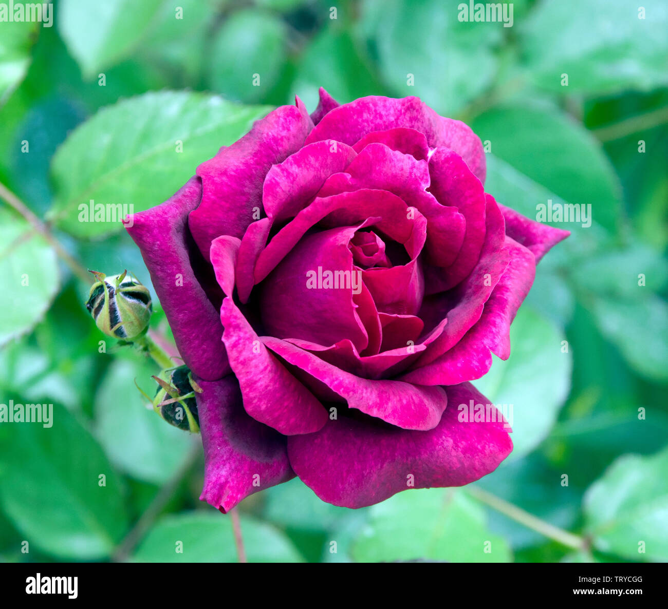 Rose Borgogna Rambler Foto Stock