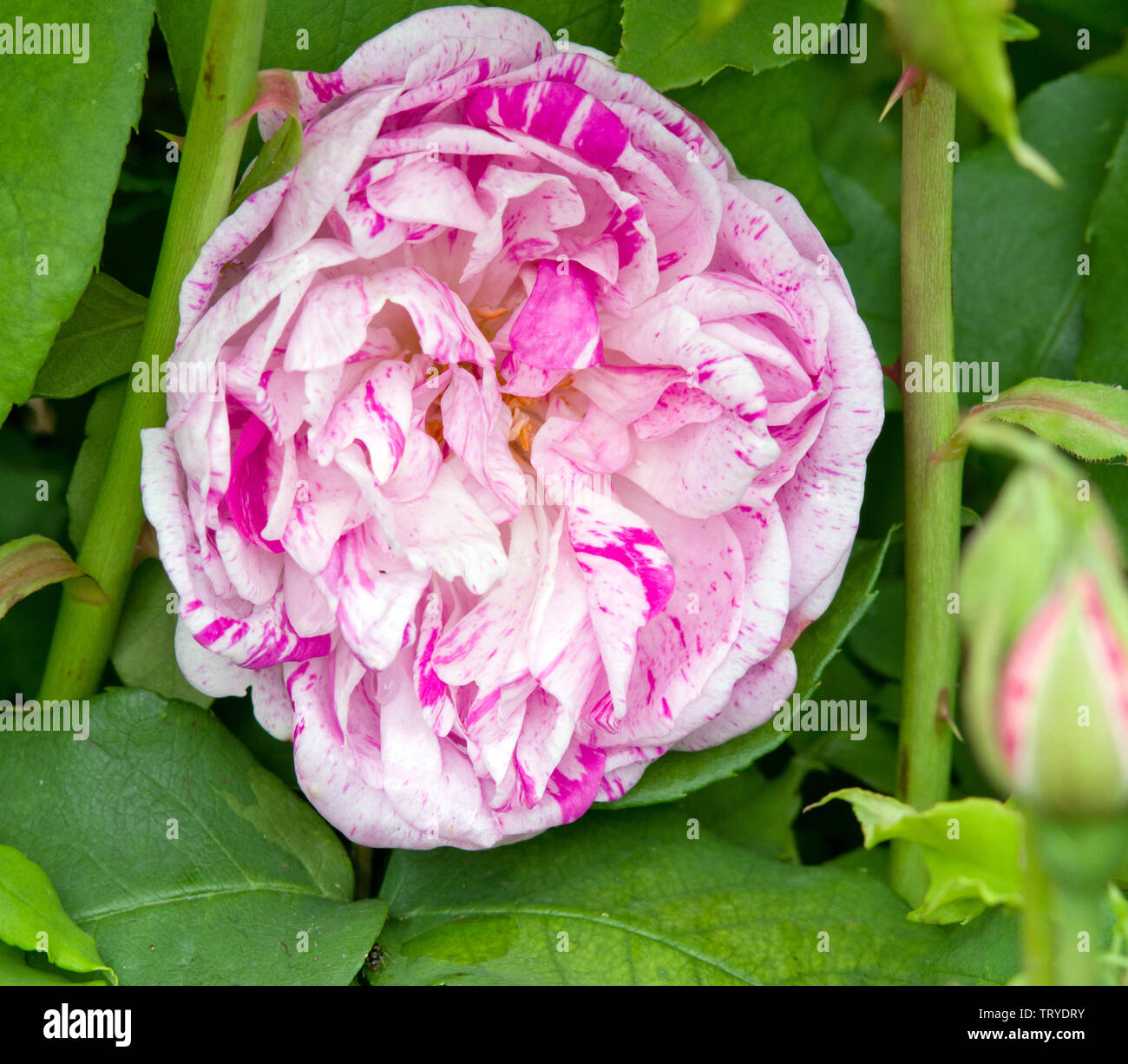 Rose Gros provins panaché Foto Stock