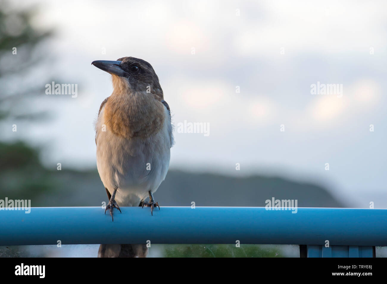 Un australiano Silver Backed Butcherbird (Cracticus argenteus) è comodo da vicino e seduti su un balcone rail Foto Stock