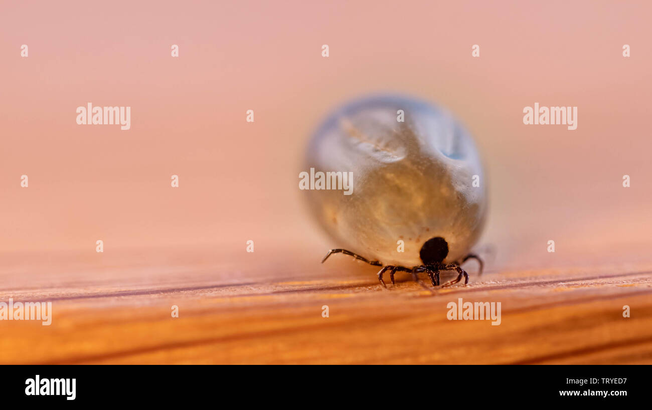 Soluzione satura di sangue imbevuto tick vicino area di rischio vettore della malattia Foto Stock