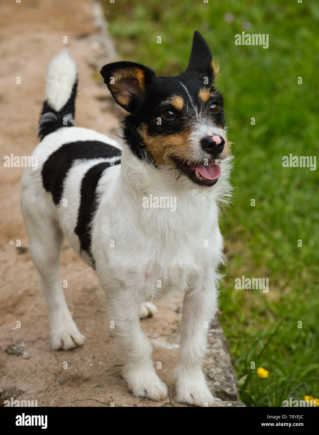 Un naughty il filo nero dal pelo bianco e marrone di Jack Russell Terrier cane in piedi su una parete e la tracciatura del male Foto Stock