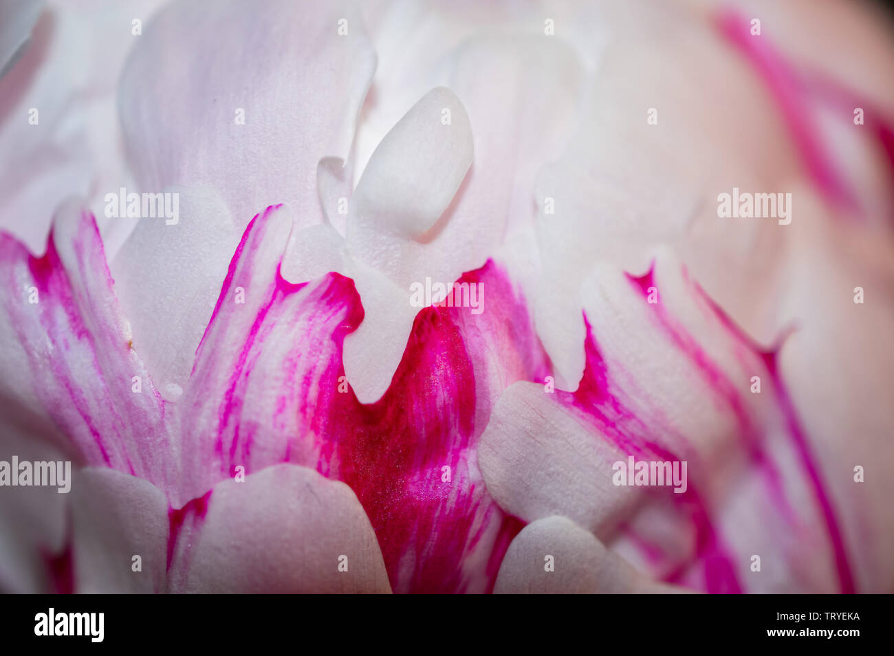 In prossimità di una singola rosa pallido con rosa scuro petali di guardia Peonia o Paeony della famiglia Paeoniaceae Foto Stock