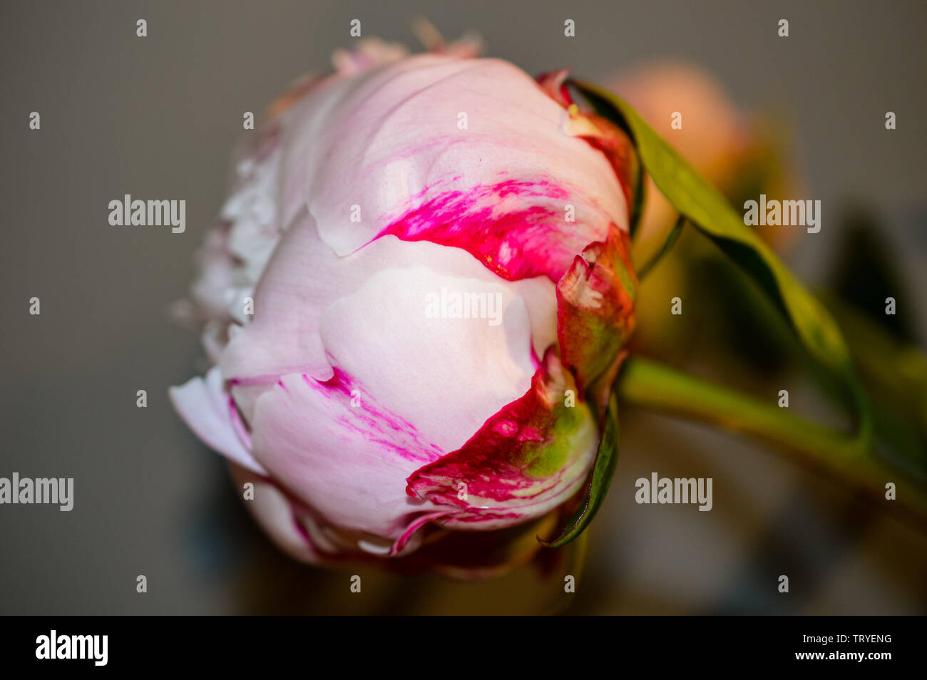 In prossimità di una singola rosa pallido con rosa scuro petali di guardia Peonia o Paeony della famiglia Paeoniaceae Foto Stock