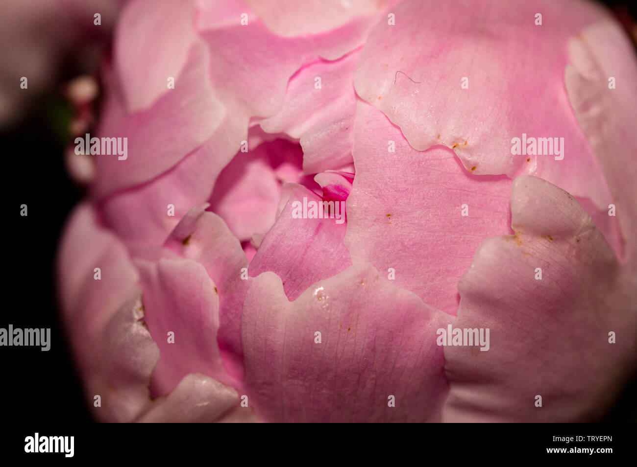 In prossimità di una singola rosa pallido con rosa scuro petali di guardia Peonia o Paeony della famiglia Paeoniaceae Foto Stock