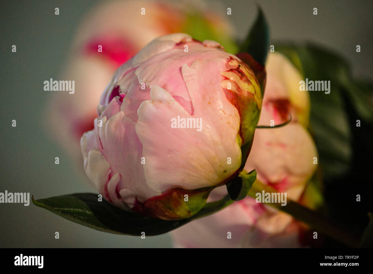 In prossimità di una singola rosa pallido con rosa scuro petali di guardia Peonia o Paeony della famiglia Paeoniaceae Foto Stock