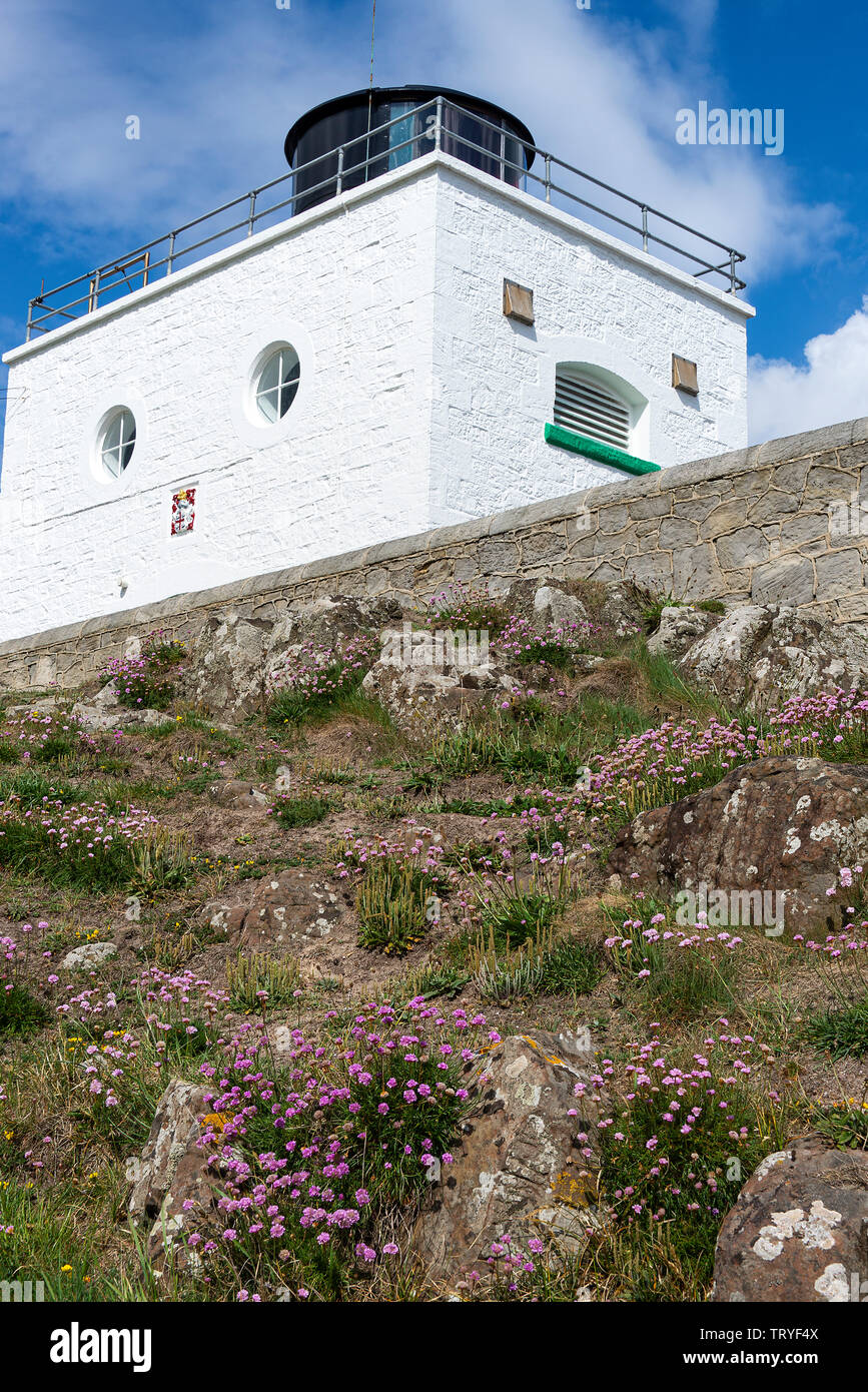 Una vista insolita del faro di Stag Rock insieme ai Clusters of Sea Pinks o Thrift su una Rocky Bank vicino a Bamburgh Northumberland Inghilterra Regno Unito Foto Stock
