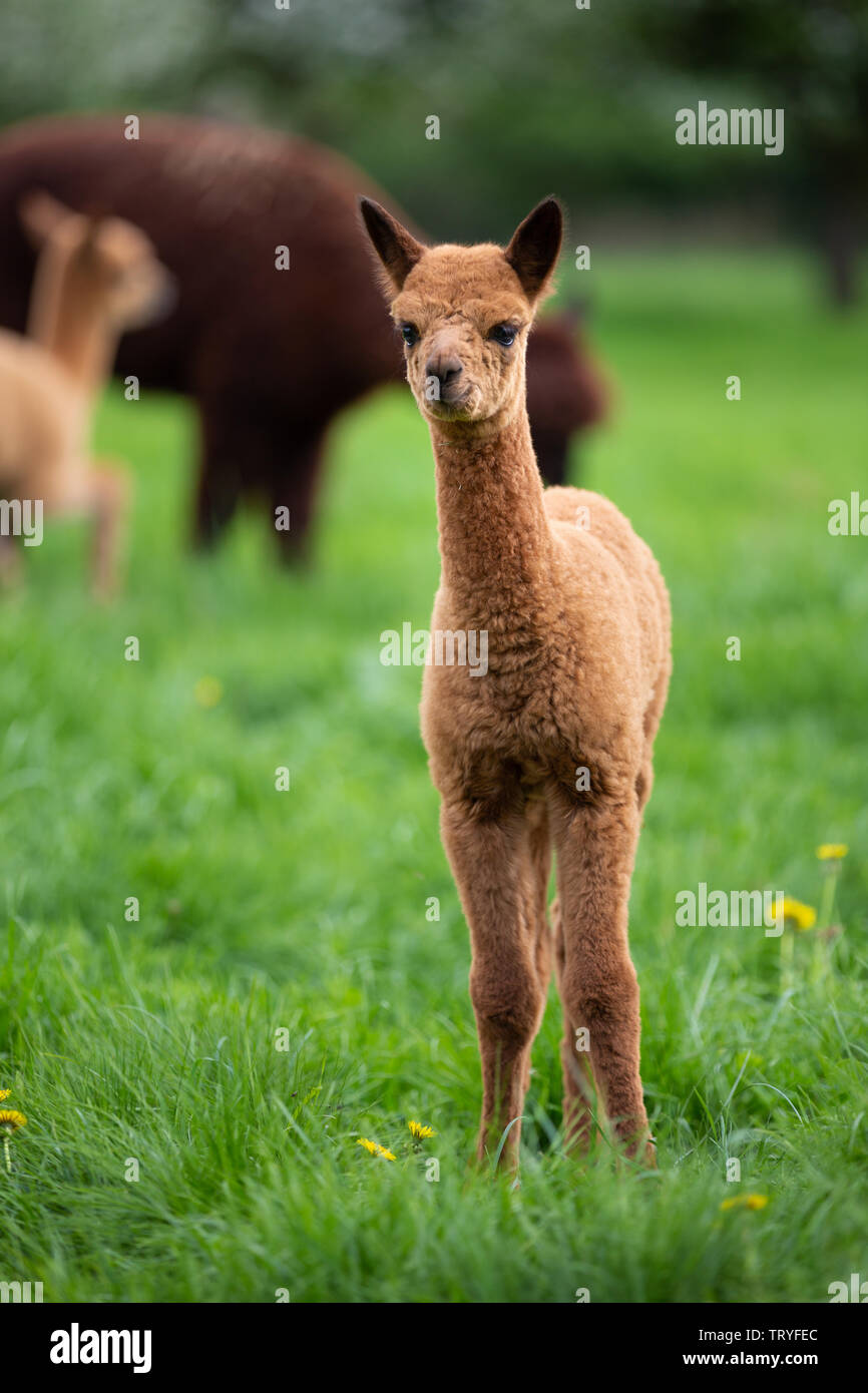 Ritratto di un giovane Alpaca e un sud americana di mammifero Foto Stock