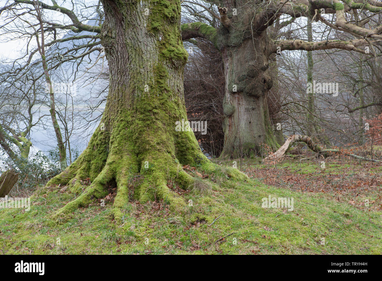 Mossy tronchi di alberi da Loweswater, un lago nel distretto del lago, Inghilterra Foto Stock