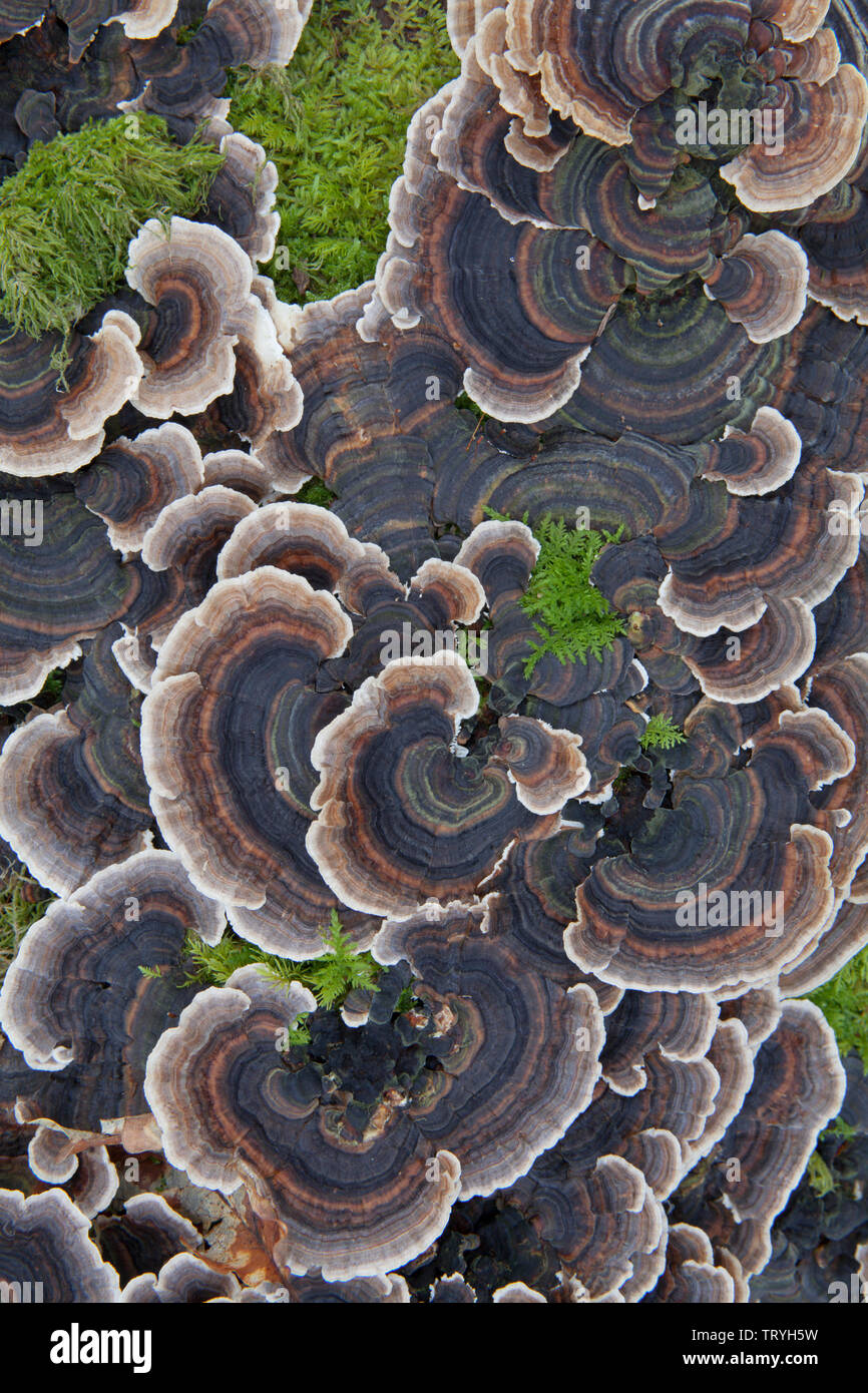 Staffa Turkeytail funghi che crescono su un albero caduto nel distretto del lago, Inghilterra Foto Stock