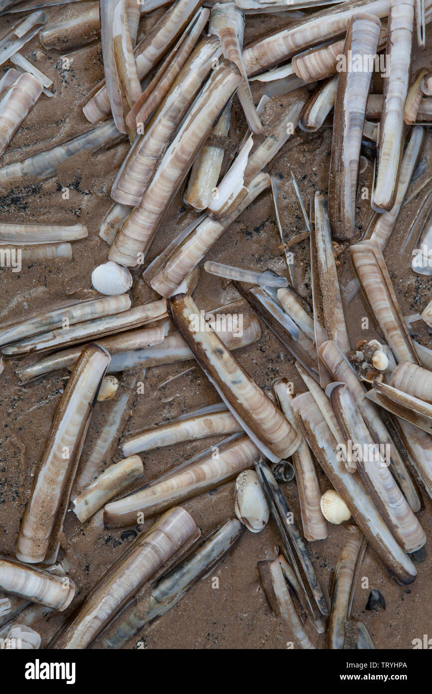 Rasoio di gusci di vongole lavate fino sulla spiaggia sulla costa di Norfolk di Inghilterra Foto Stock