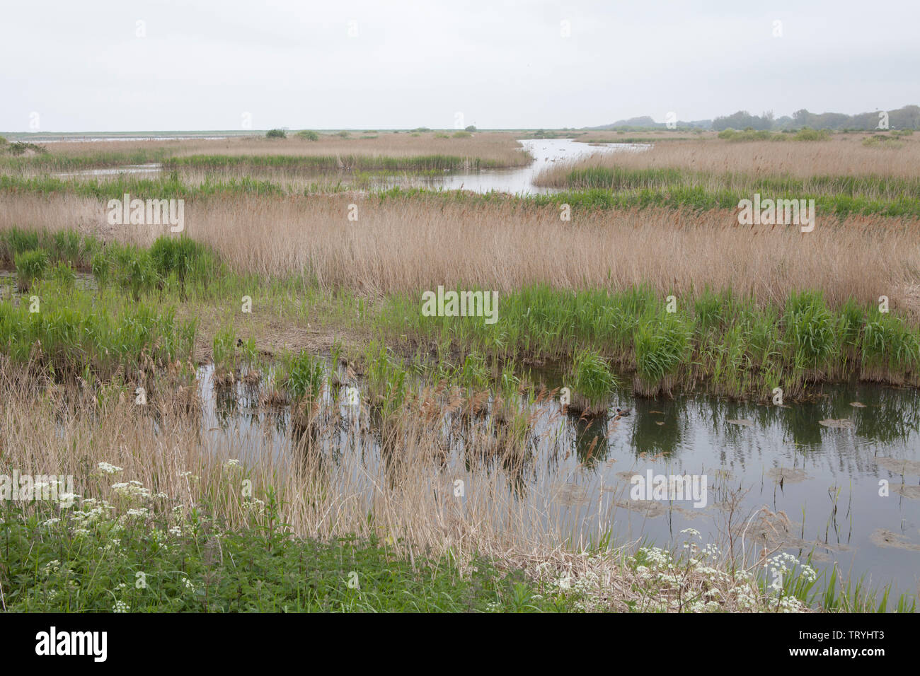 Canneti nella palude d'acqua dolce al RSPB Riserva Naturale a Titchwell Marsh sulla costa di Norfolk di Inghilterra Foto Stock