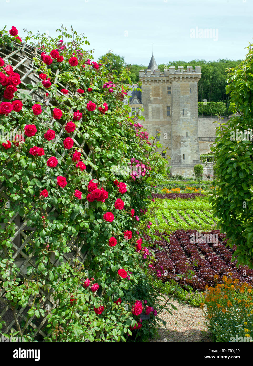 Le rose arrampicarsi su di un pergolato in orto a Chateau Villandry Foto Stock