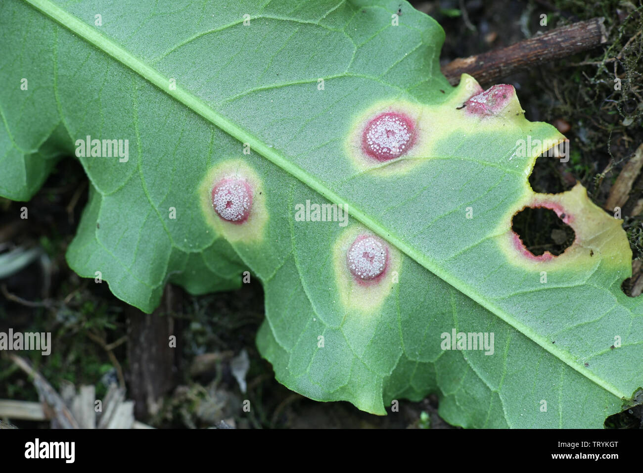 Puccinia phragmitis, una ruggine fungo chiamato dock ruggine, crescendo su Rumex crispus, il dock ricci Foto Stock