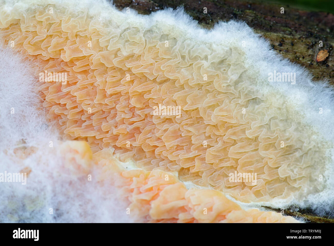 Deformato crosta arancione fungo, Leucogyrophana mollusca Foto Stock