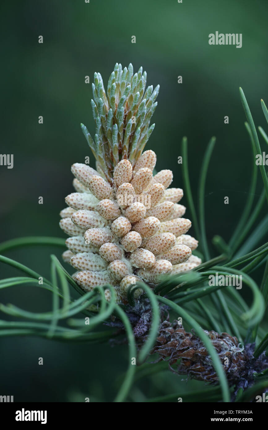 Coni maschili di Pinus mugo, noto come spunto di pino, mountainpine nana, pino mugo, pino mugo, scrub di pino di montagna o Swiss Mountain Pine Foto Stock