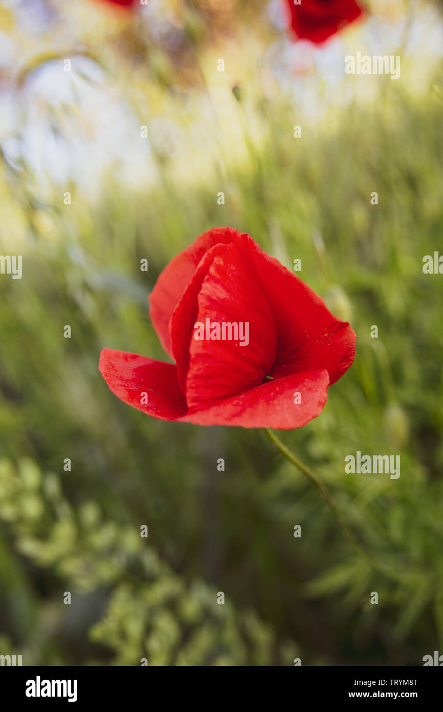 Bella isolato papavero rosso su un campo verde Foto Stock