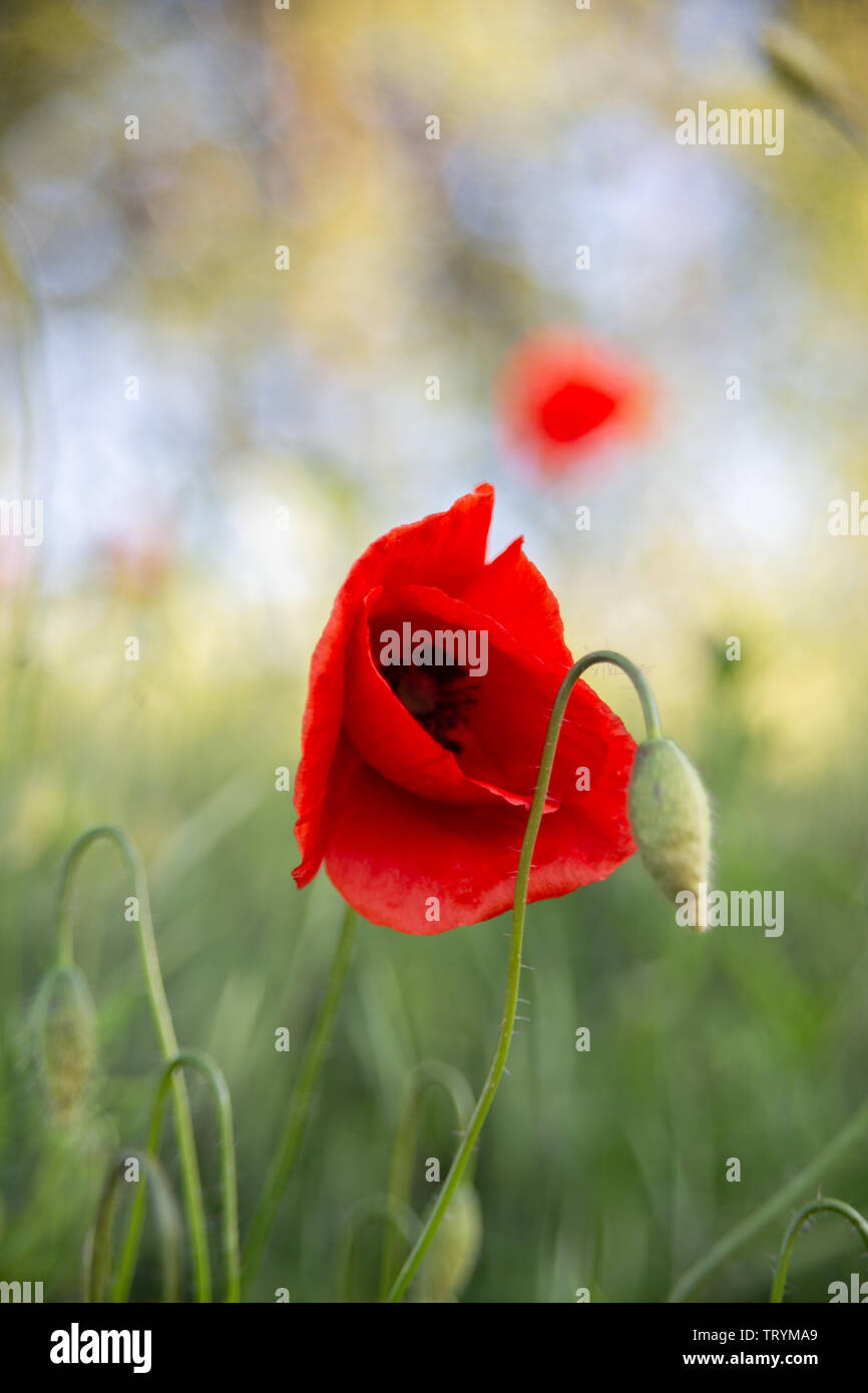 Bella isolato papavero rosso su un campo verde Foto Stock