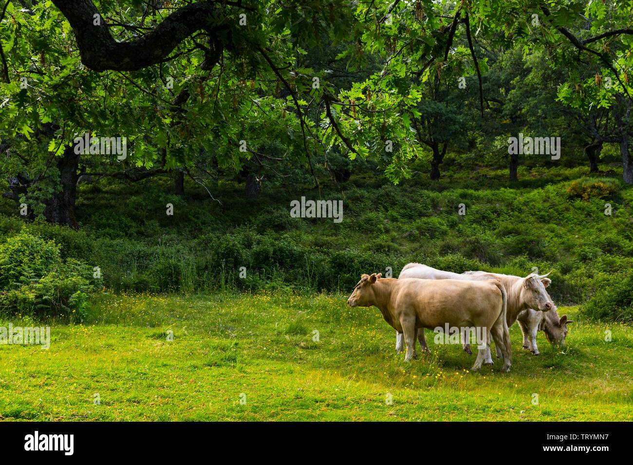 Ambroz Valley, Cáceres, Estremadura, Spagna, Europa Foto Stock