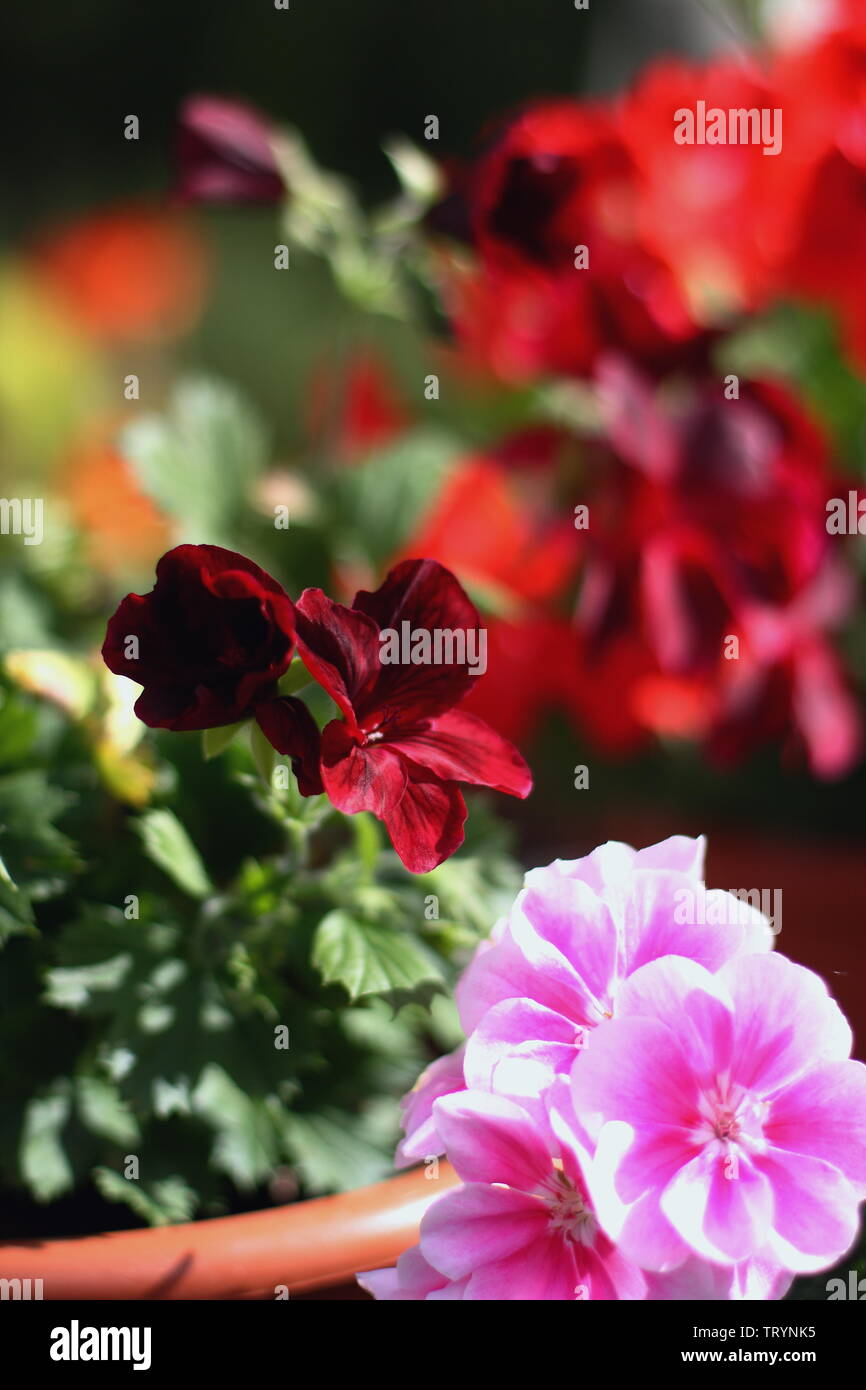 Bella rosa e rosso geranio dei POT del fiore in giardino Foto Stock