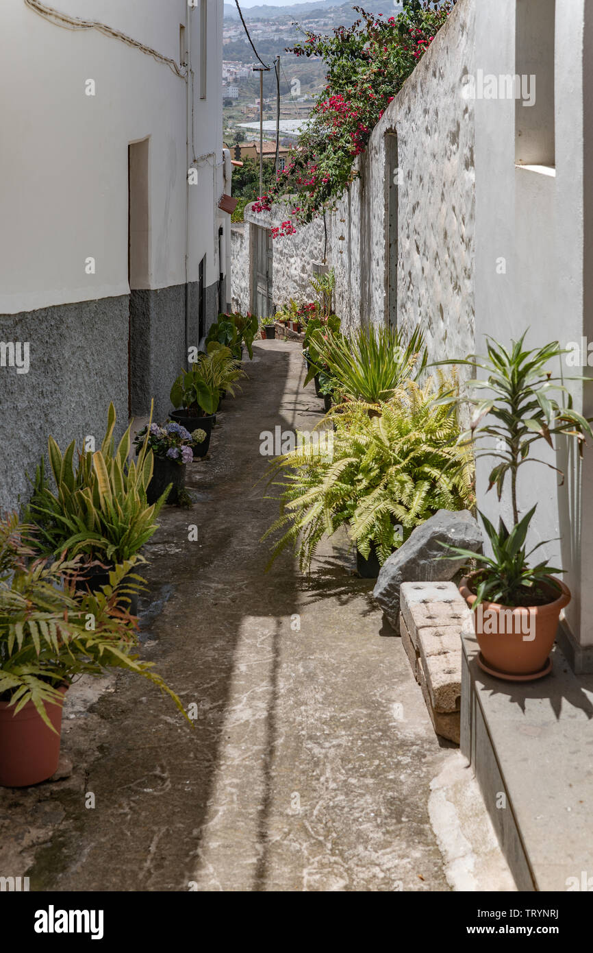 Eine schmale Gasse mit Pflanzen in Firgas auf Gran Canaria Foto Stock