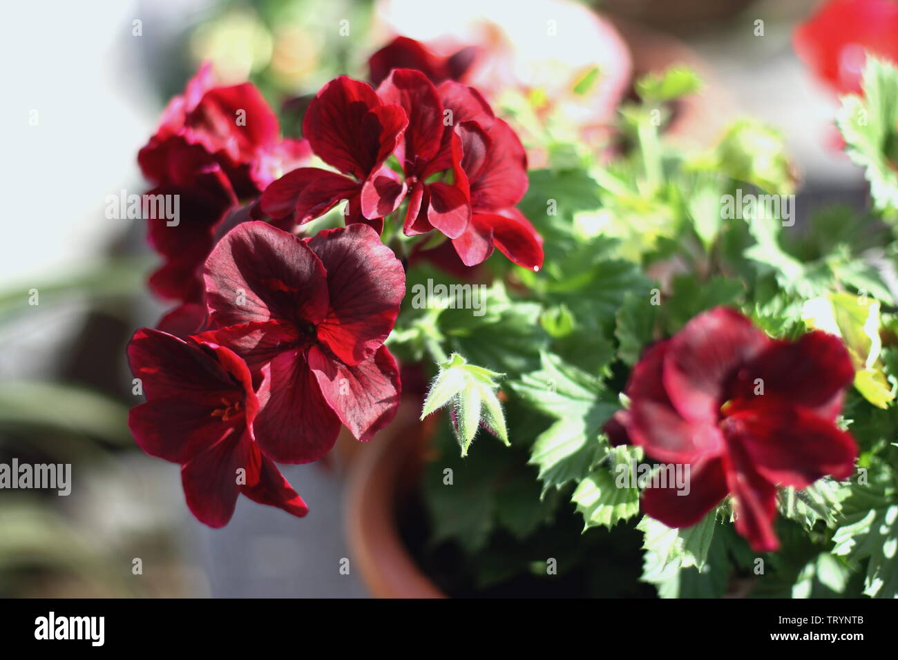 Bella rosa e rosso geranio dei POT del fiore in giardino Foto Stock