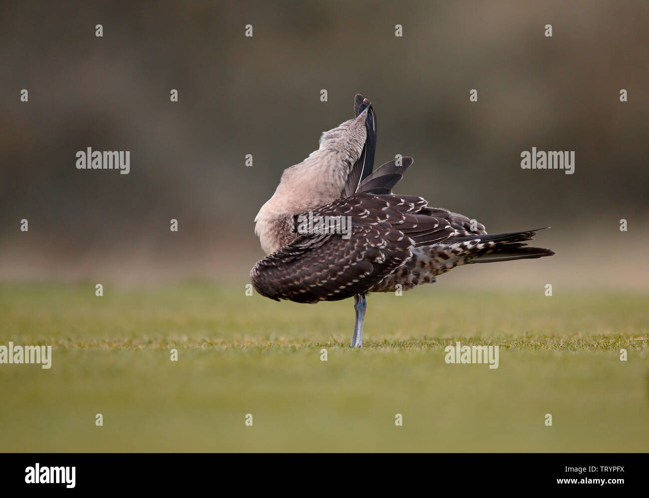 Long-tailed Skua, Northumberland Foto Stock
