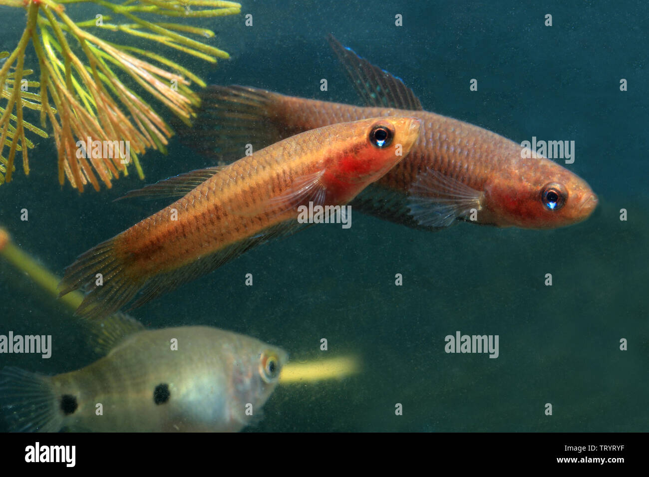 Betta livida, geloso Betta Foto Stock
